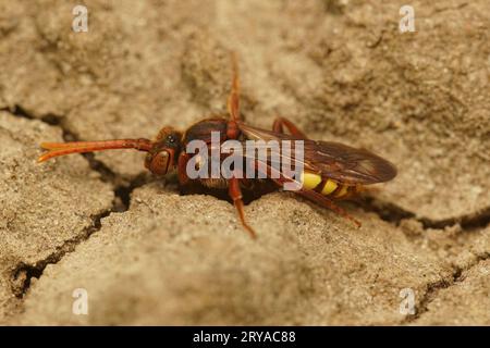 Nahaufnahme einer weiblichen Nomadenbiene, Nomada Flava, die auf dem Boden sitzt Stockfoto