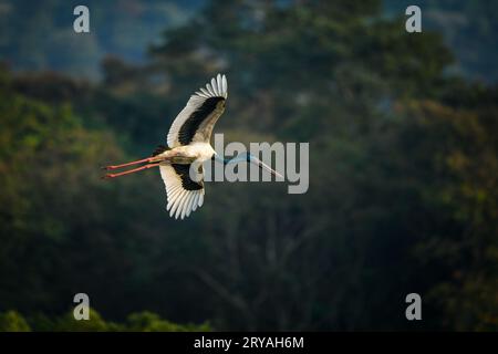 Schwarzhalsstorch-Männchen im Flug im Kaziranga-Nationalpark, Assam Stockfoto