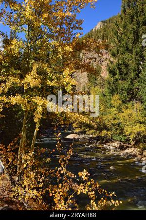 Am sonnigen Herbsttag entlang der genfer Straße in der Nähe des kenosha Passes in den colorado rockies können Sie sich auf dem Duck Creek mit wechselnden Espen- und Baumwollbäumen und Bergen abheben Stockfoto