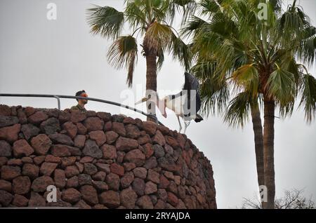 Marabu african im Jungle Park, Teneriffa Stockfoto