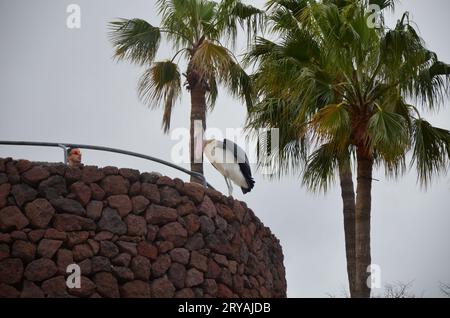 Marabu african im Jungle Park, Teneriffa Stockfoto