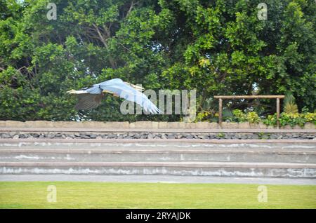 Marabu african im Jungle Park, Teneriffa Stockfoto