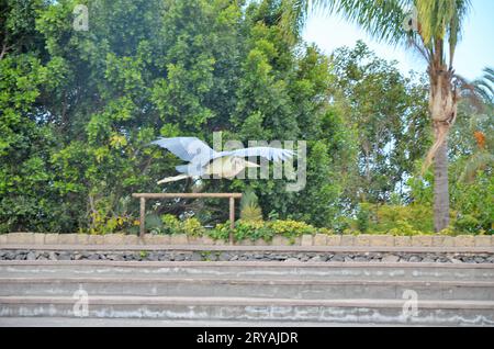 Marabu african im Jungle Park, Teneriffa Stockfoto