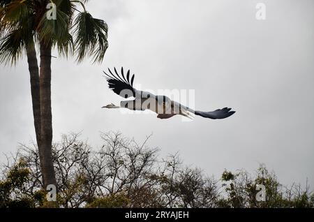 Marabu african im Jungle Park, Teneriffa Stockfoto