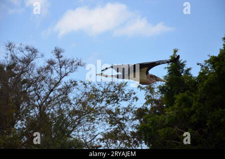 Marabu african im Jungle Park, Teneriffa Stockfoto