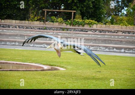 Marabu african im Jungle Park, Teneriffa Stockfoto