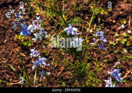 Flachs oder Linum usitatissimum, auch bekannt als Flachs oder Leinsamen, ist ein Mitglied der Gattung Linum in der Familie der Linaceae. Stockfoto