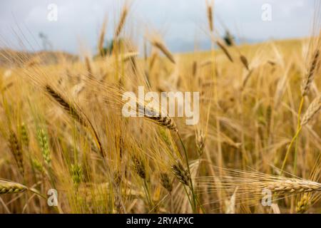 Reife Weizenfelder in der Himalaya-Landschaft von Uttarakhand, Indien, bereit für die Ernte. Stockfoto