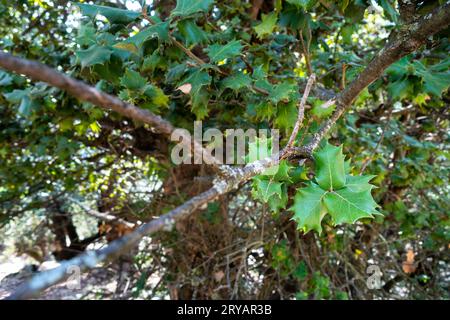 Kermes Oak Leaves (Quercus coccifera) in Himachal Pradesh, Indien Wald Stockfoto