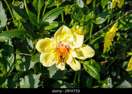 Eine Biene ernährt sich von Nektar aus den Bandröschen einer gelben Blume von Dahlia „Lemon sherbet“ im RHS Garden Wisley, Surrey, SE England im frühen Herbst Stockfoto