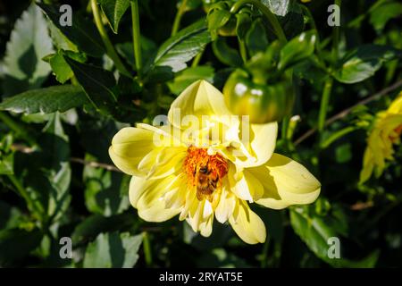 Eine Biene ernährt sich von Nektar aus den Bandröschen einer gelben Blume von Dahlia „Lemon sherbet“ im RHS Garden Wisley, Surrey, SE England im frühen Herbst Stockfoto