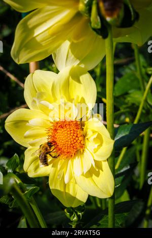 Eine Biene ernährt sich von Nektar aus den Bandröschen einer gelben Blume von Dahlia „Lemon sherbet“ im RHS Garden Wisley, Surrey, SE England im frühen Herbst Stockfoto