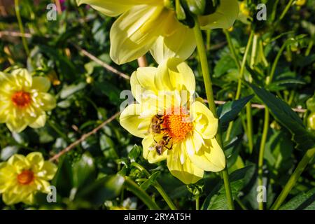 2 Bienen, die sich von Nektar aus den Bandröschen einer gelben Blume von Dahlia „Lemon sherbet“ im RHS Garden Wisley, Surrey, SE England, im frühen Herbst ernähren Stockfoto