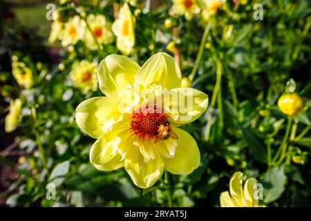 Eine Biene ernährt sich von Nektar aus den Bandröschen einer gelben Blume von Dahlia „Lemon sherbet“ im RHS Garden Wisley, Surrey, SE England im frühen Herbst Stockfoto