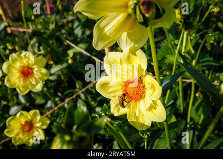 Eine Biene ernährt sich von Nektar aus den Bandröschen einer gelben Blume von Dahlia „Lemon sherbet“ im RHS Garden Wisley, Surrey, SE England im frühen Herbst Stockfoto