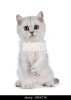 Entzückendes, silbernes, schattiges, britisches Kurzhaarkatzen-Kätzchen, das mit einer Pfote in der Luft verspielt nach vorne sitzt. Blick in Richtung Kamera mit großen runden Augen. Stockfoto