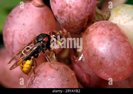 Die Europäische Hornet, Vespa crabro, ernährt sich von einer Reifen, süßen roten Traube, und gierige Insekten werden von süßen Früchten angezogen Stockfoto