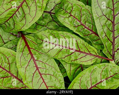 Nahaufnahme von frisch gewaschenen roten Sauerampfer-Blättern oder blutigem Dock, rumex sanguineus, Blick von oben Stockfoto