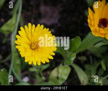 CANADULA OFFICINALIS Topf Ringelblumenpflanze im Garten Stockfoto