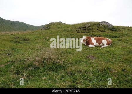 Natürliche Weitwinkelaufnahme einer typisch österreichischen alpinen Landschaft von Rindern, Kuh auf einem hügeligen Grasland Stockfoto