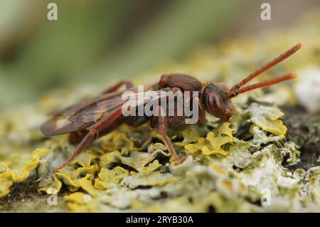 Natürliche detaillierte Nahaufnahme einer roten weiblichen variablen Nomaden-Kleptoparasiten-Biene, Nomada zonata Stockfoto