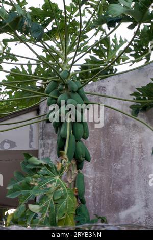 Papaya-Baum mit schweren Früchten, die noch nicht reif sind, neben dem Hausgebäude. Stockfoto