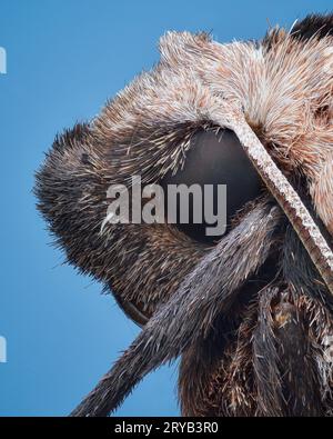 Profilansicht einer großen gelben Unterflügelmotte, blauer Hintergrund (Noctua pronuba) Stockfoto