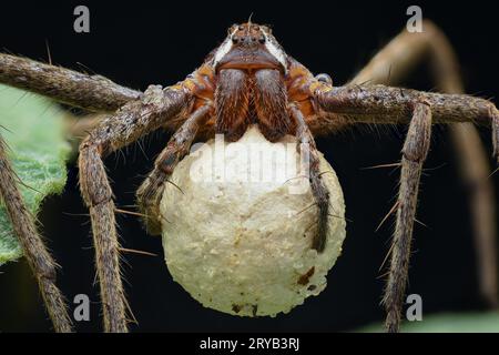 Porträt einer weiblichen europäischen Netzspinne, die einen runden Eiersack mit ihren Palpen trägt, schwarzer Hintergrund (Pisaura mirabilis) Stockfoto