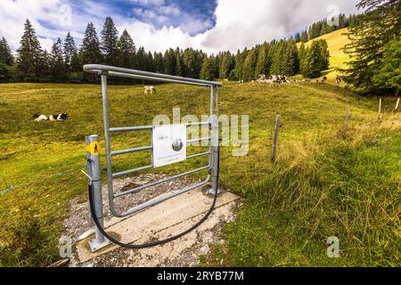 Ein Metalltor mit einem Wanderer-Informationsschild markiert den Sentier des Fromageries auf einer Alpwiese über Gruyères, Kanton Freiburg, Schweiz, mit Kühen, die im Hintergrund grasen. Der Weg führt an 20 alpinen Käsereien vorbei. Stockfoto