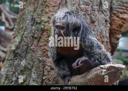 Der ältere Saki Monkey ist auf seinem Zweig des Baumes, entspannend und beobachtend die Natur der Umgebung Stockfoto