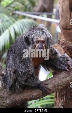 Der ältere Saki Monkey ist auf seinem Zweig des Baumes, entspannend und beobachtend die Natur der Umgebung Stockfoto