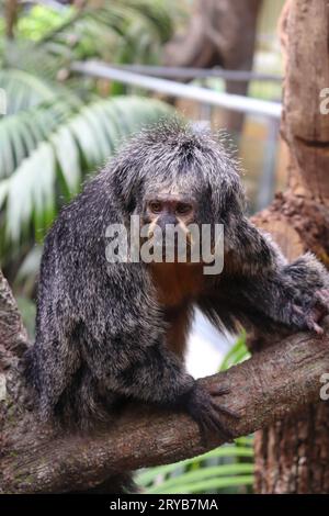 Der ältere Saki Monkey ist auf seinem Zweig des Baumes, entspannend und beobachtend die Natur der Umgebung Stockfoto