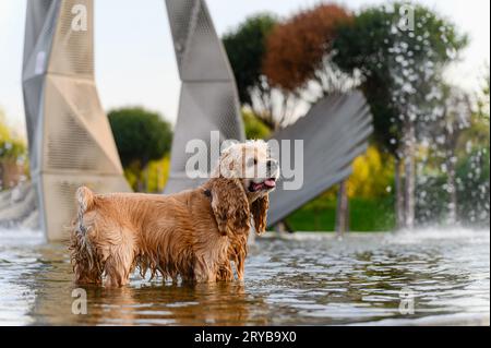 Niedlicher Hund, der an einem Tag mit heißen Quellen im Stadtbrunnen badete Stockfoto