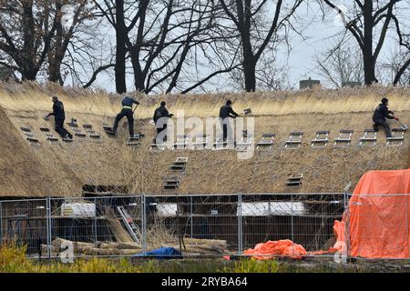 Reetdachdecker, die ein Dach eines im Bau befindlichen Hauses mit Reetdach abdecken Stockfoto