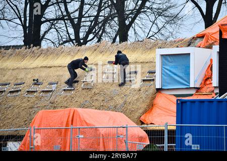 Reetdachdecker, die ein Dach eines im Bau befindlichen Hauses mit Reetdach abdecken Stockfoto