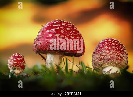 Drei rote Pilze im Wald Stockfoto