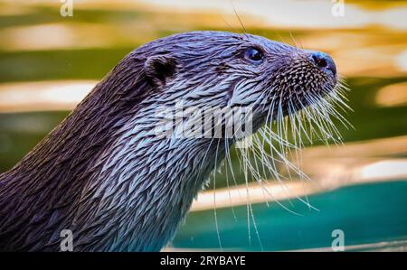 Niedlicher Otter isoliert Stockfoto