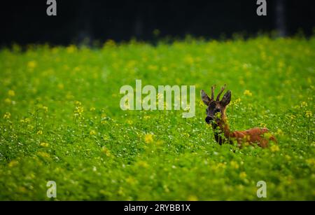 Junge Hirsche auf dem Rapsfeld Stockfoto