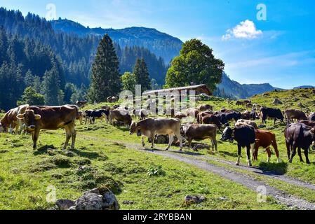 Allgäuer Braunrinder auf der Almweide im Rappenalptal bei Oberstdorf, Bayern, Deutschland, Europa Stockfoto