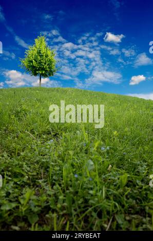 Grüner Baum auf einer Wiese vor blauem Himmel Stockfoto