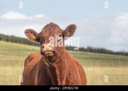 Rubinrote Devon-Kuh Stockfoto