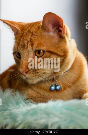 Ginger Katze sitzt auf hellem türkisfarbenem Kunstfellteppich Stockfoto