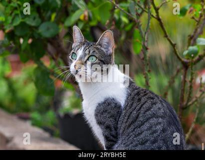 Eine Katze mit grünen Augen sitzt auf einer Gartenwand neben Rosensträuchern Stockfoto