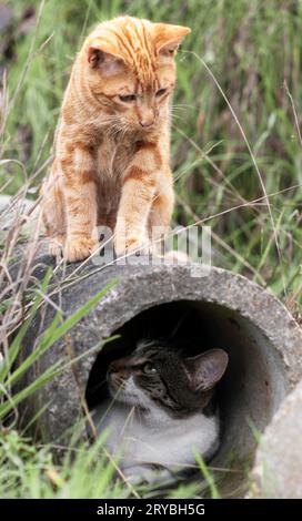 Ein junges Ingwerkätzchen sucht nach seinem tabby Gefährten, der sich in einem Tunnel versteckt. Stockfoto