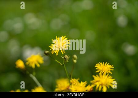 Gelbwiesenhawkweed (Hieracium caespitosum) in der Grünwiese Stockfoto