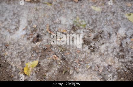 Weiße Pappelflosse liegt auf dem Asphalt. Stockfoto
