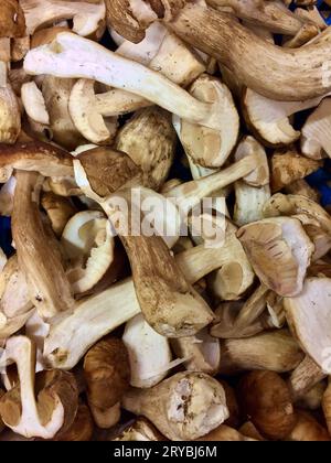 Haufen mit geschnittenen frischen, essbaren cep-Pilzen, die zum Braten oder zum Verkauf auf dem Bauernmarkt bereit sind. Stockfoto