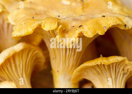 Nahaufnahme der frisch gepflückten goldenen Pfifferlinge im Sommer. Stockfoto