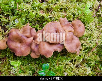 Nahaufnahme von Brauntrichter-Pfifferlingen, die im Herbst in grünem Moos im Wald wachsen. Stockfoto