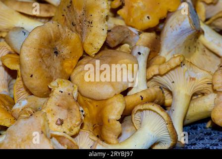 Nahaufnahme der frisch gepflückten goldenen Pfifferlinge im Sommer. Stockfoto